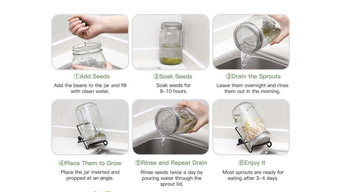 Sprouting Seeds