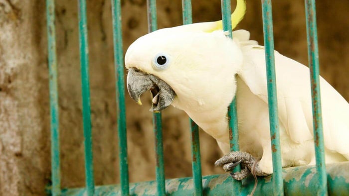 Cockatoo Screaming