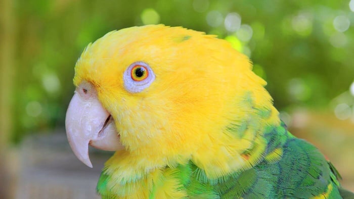 double yellow-headed Amazon parrot