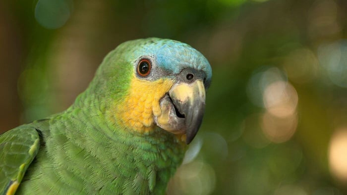 Blue-fronted Amazon Parrot like Tarah