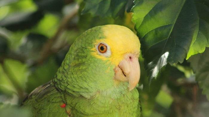 double yellow-headed Amazon parrot like Misty