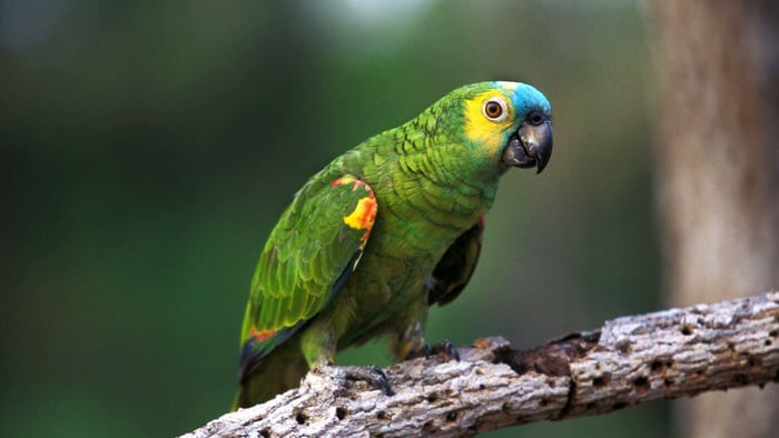 Blue-fronted Amazon Parrot