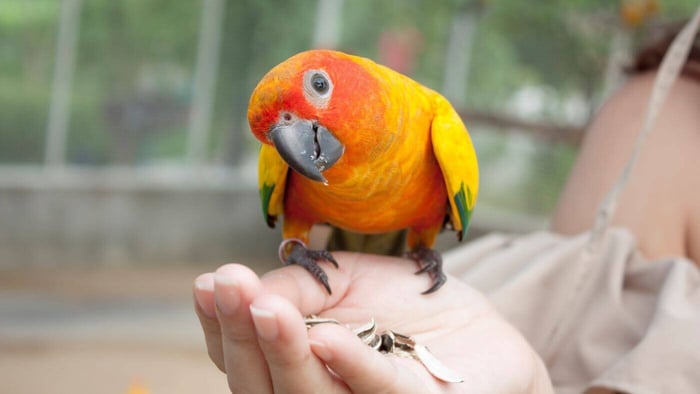 Parrot Step Up