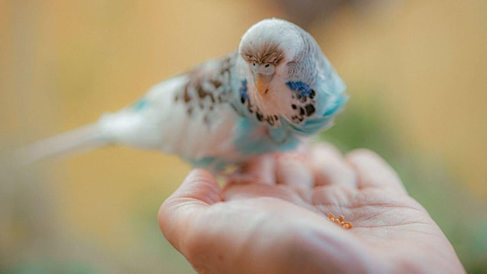 Budgie on Hand