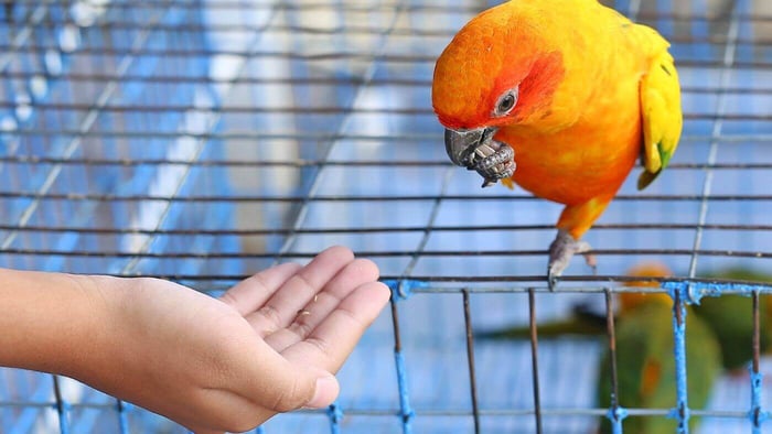 Teaching a Parrot to Step Up