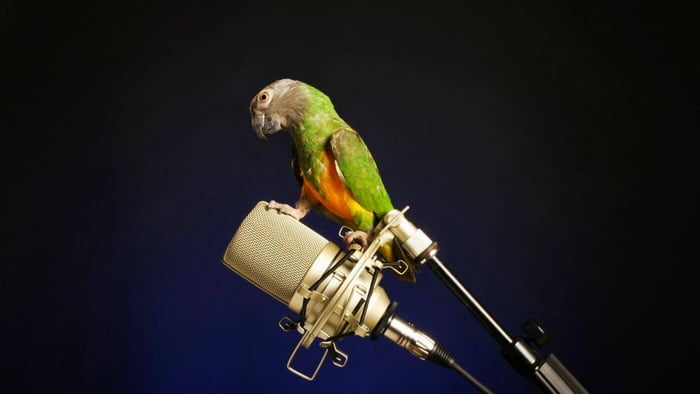 Talking Parrot