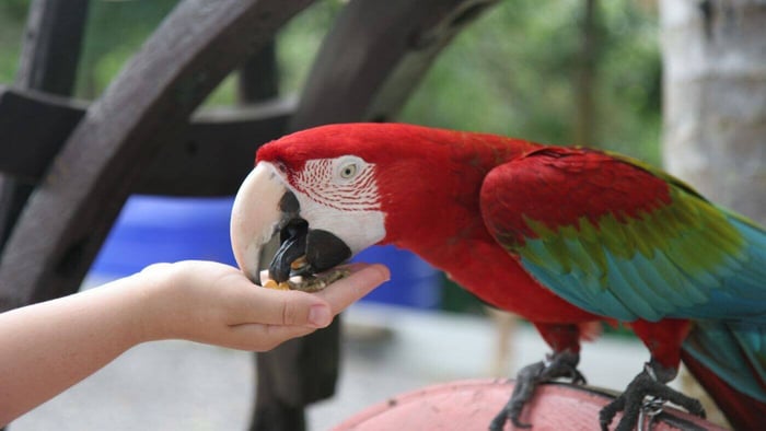 Feeding Macaw