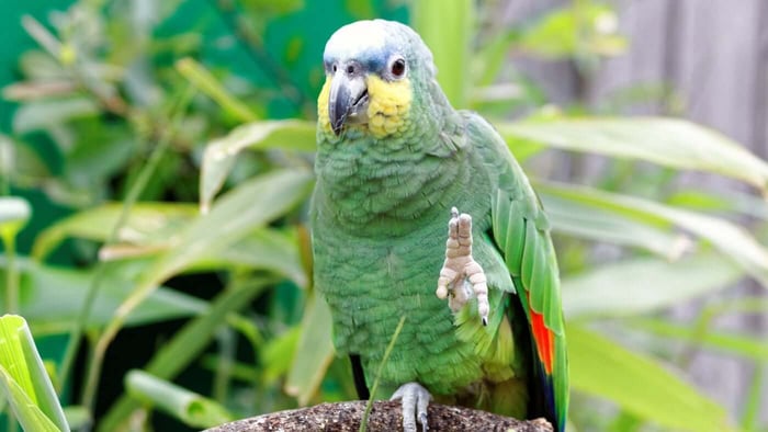 Why Teach Your Parrot to Wave?