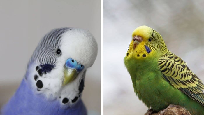 Male and Female Adult Budgies