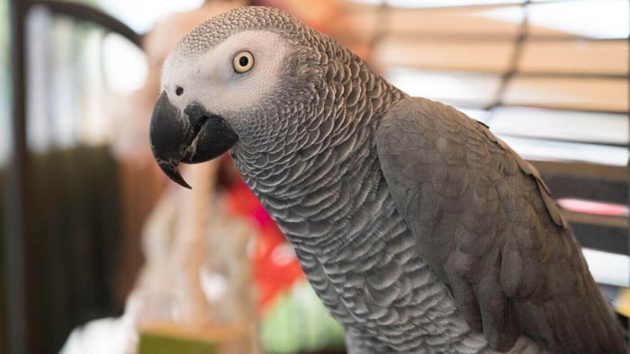 African Grey Parrot