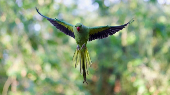 INDIAN RINGNECK APPEARANCE