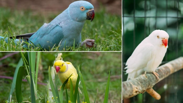 Indian Ringneck Colours