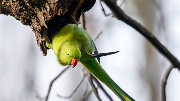 Indian ringneck parakeet