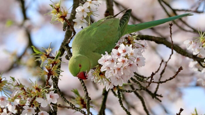Rose-Ringed Parakeet