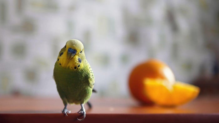 Is Your Home a Safe Bird Environment?
