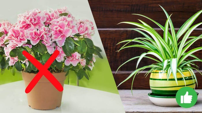 Toxic or Safe Plants to Parrots