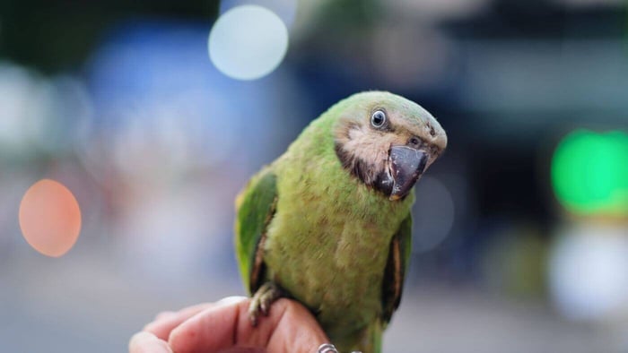Parakeet on Owners Hand