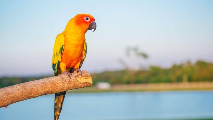 Sun Conure