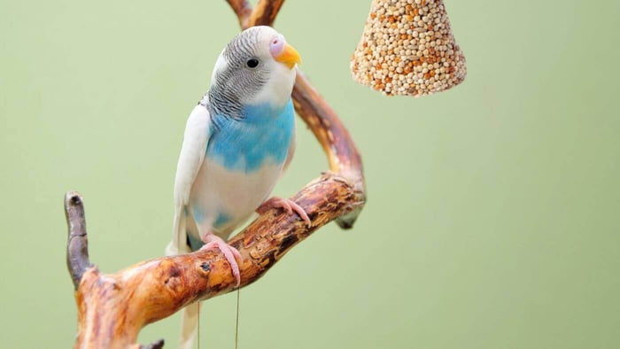 How to give Johnson's Veterinary Treats