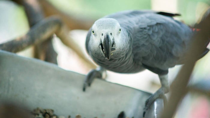 African Grey Parrot Eating Seeds