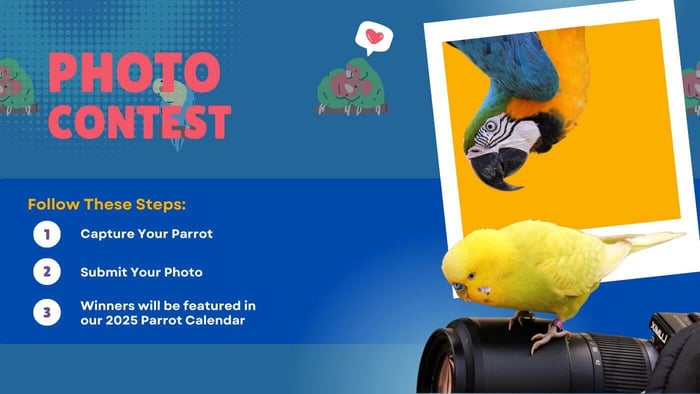 Join Our 2025 Parrot Calendar Contest to Support Busy Beaks Bird Rescue