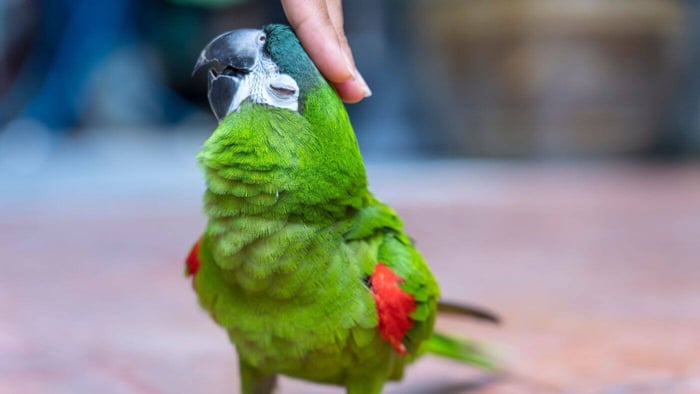 Petting a Macaw Parrot