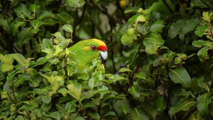 Red-crowned parakeet