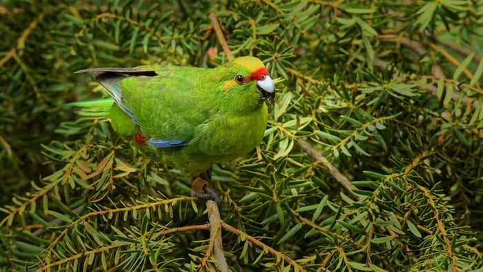 Kakariki Parrot Natural Habitat