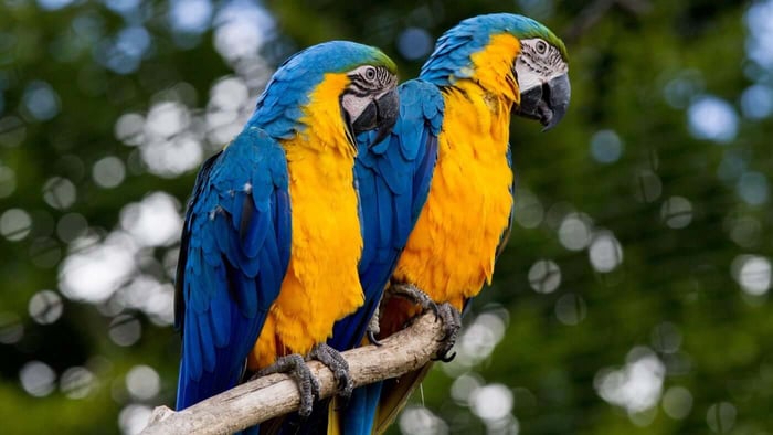 Blue and Gold Macaws that you can see at National Parrot Sanctuary