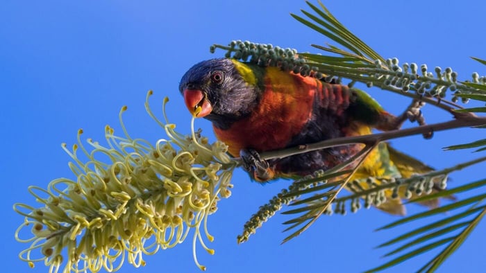 Lorikeets and lories are specialised nectar-feeding parrots