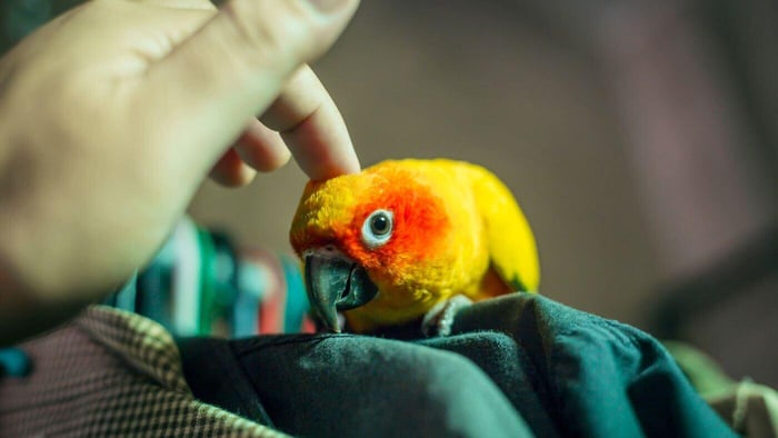 Petting a Pet Conure