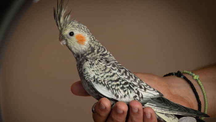 Holding a Cockatiel