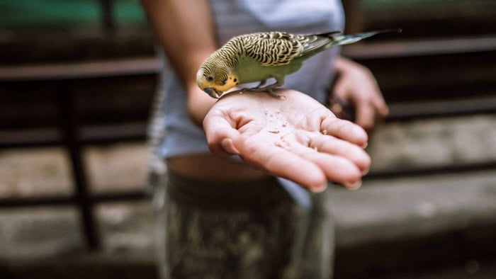 Reaching Hand Out with Seeds