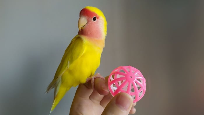 Lovebird Foraging Ball