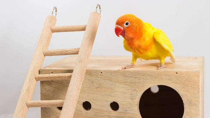 lovebird playground