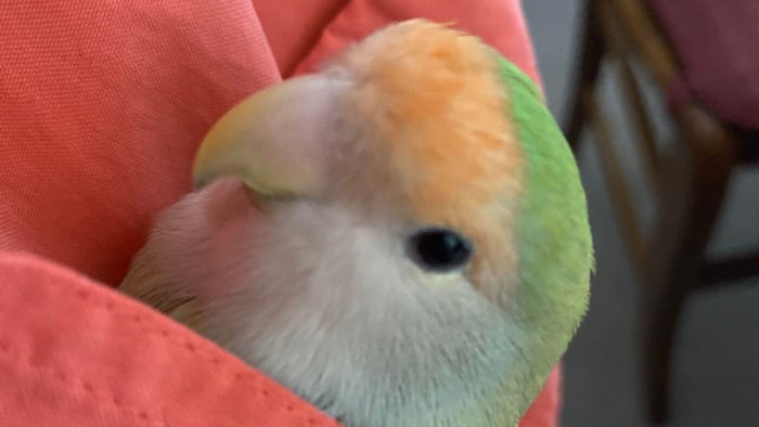Lovebird Hiding in Pocket