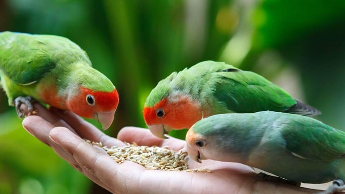 Feeding Lovebirds