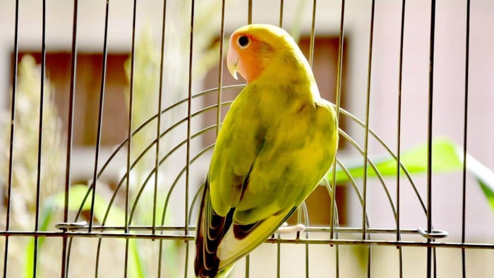 Lovebirds as Pets
