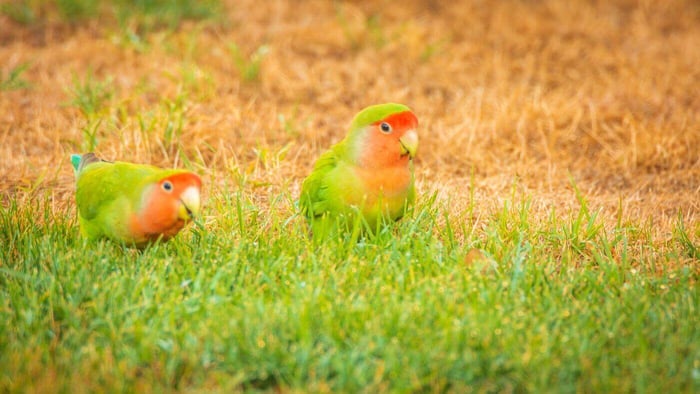 Peach-Faced Lovebird