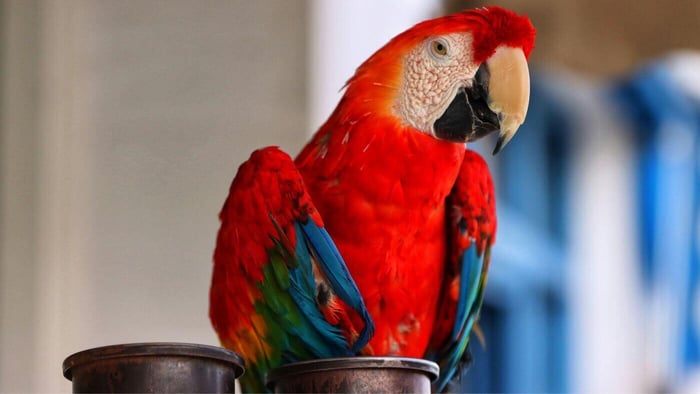 Caring for Pet Macaw