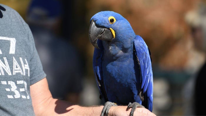 Lear's Macaw