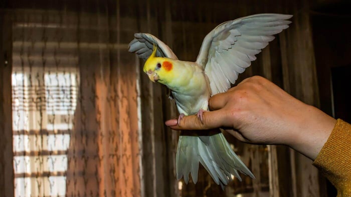 Cockatiel Flapping Wings