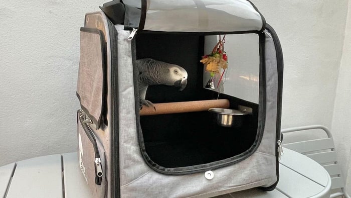 African Grey Exploring Travel Backpack