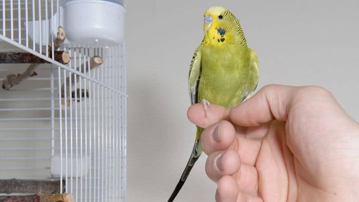 Budgie in a Safe Environment