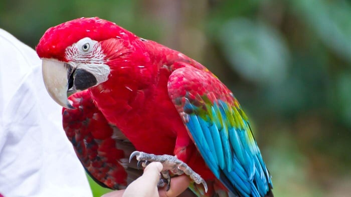 Sharing a Moment with Macaw