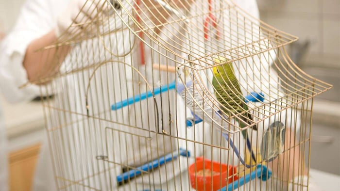 Pet Budgies in Carrier at the Vet
