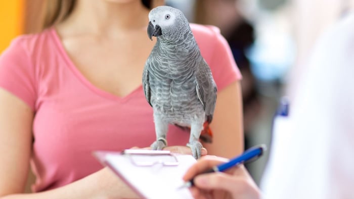 Medivet Group for Your Bird's Care