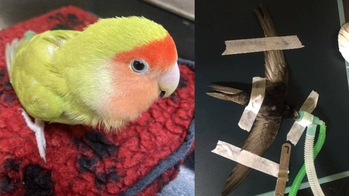 Millcroft Veterinary Group Avian & Exotic Care