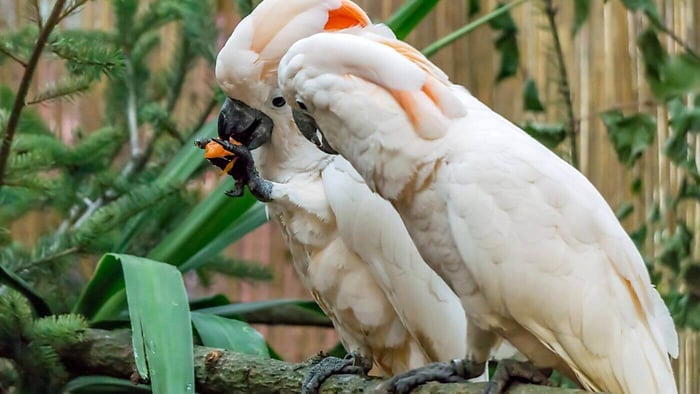 Moluccan Cockatoo Facts