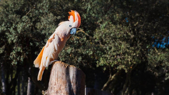 Moluccan Cockatoo Issues